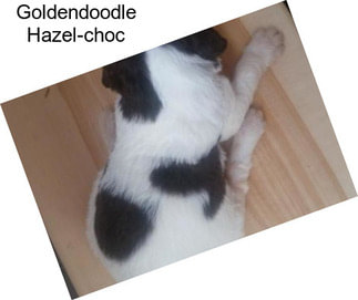 Goldendoodle Hazel-choc