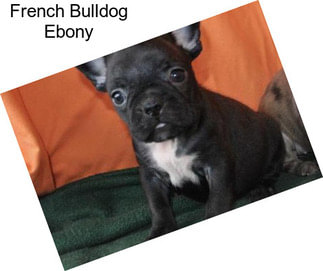 French Bulldog Ebony