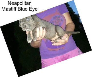 Neapolitan Mastiff Blue Eye