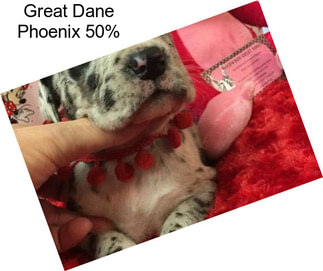 Great Dane Phoenix 50%