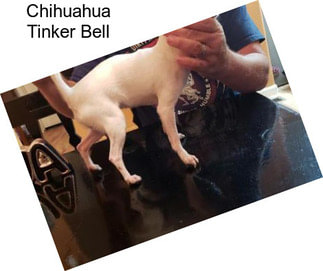 Chihuahua Tinker Bell