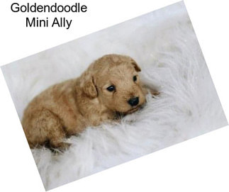 Goldendoodle Mini Ally