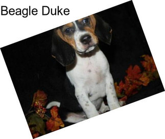 Beagle Duke