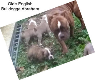 Olde English Bulldogge Abraham