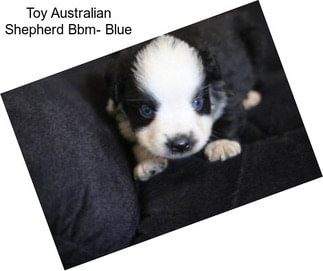 Toy Australian Shepherd Bbm- Blue