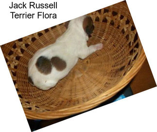 Jack Russell Terrier Flora