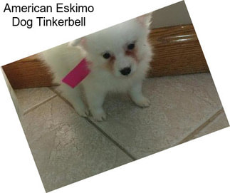 American Eskimo Dog Tinkerbell