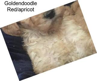 Goldendoodle Red/apricot