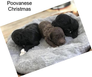 Poovanese Christmas