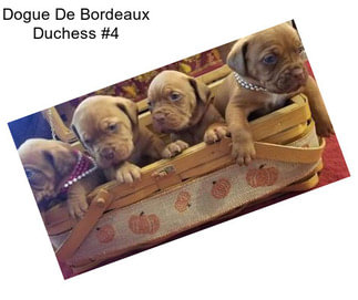 Dogue De Bordeaux Duchess #4