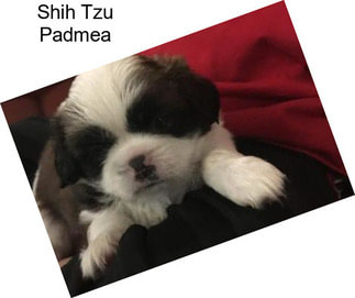 Shih Tzu Padmea