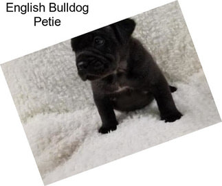 English Bulldog Petie