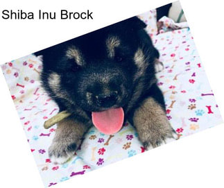 Shiba Inu Brock