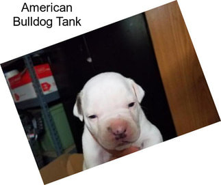 American Bulldog Tank