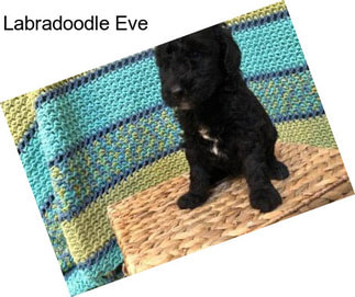 Labradoodle Eve