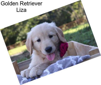 Golden Retriever Liza
