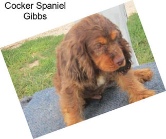 Cocker Spaniel Gibbs