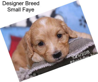 Designer Breed Small Faye