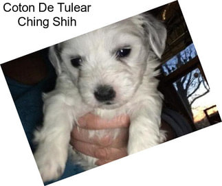 Coton De Tulear Ching Shih