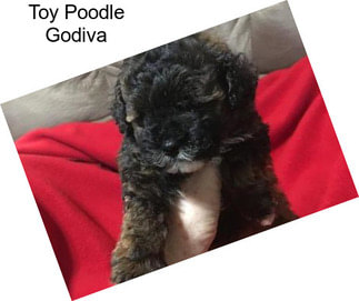 Toy Poodle Godiva