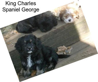 King Charles Spaniel George