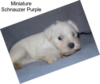 Miniature Schnauzer Purple