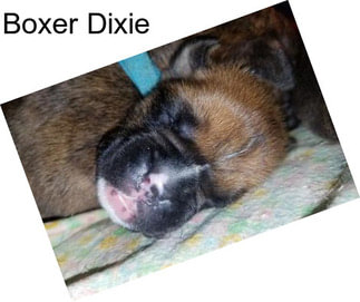 Boxer Dixie