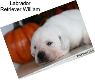 Labrador Retriever William