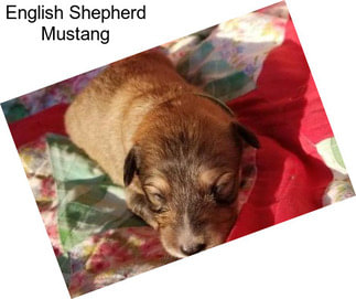 English Shepherd Mustang