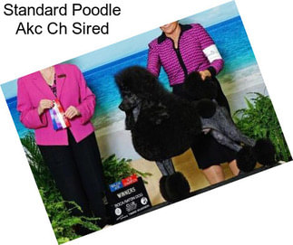 Standard Poodle Akc Ch Sired