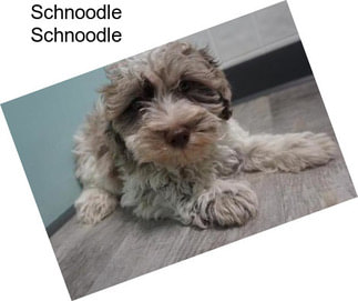 Schnoodle Schnoodle