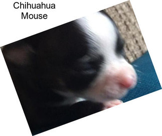 Chihuahua Mouse