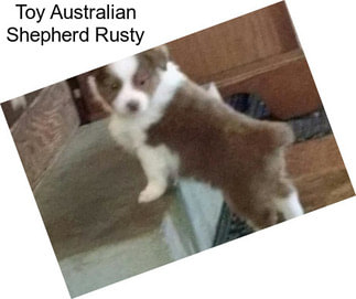 Toy Australian Shepherd Rusty