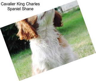 Cavalier King Charles Spaniel Shane