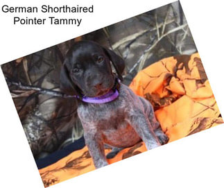 German Shorthaired Pointer Tammy