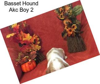 Basset Hound Akc Boy 2