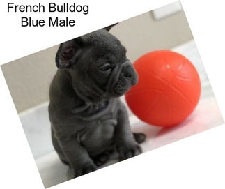 French Bulldog Blue Male