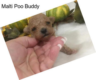 Malti Poo Buddy