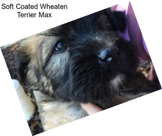 Soft Coated Wheaten Terrier Max