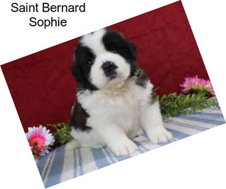 Saint Bernard Sophie