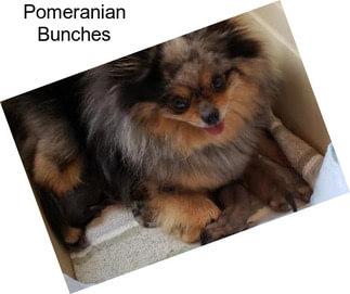 Pomeranian Bunches