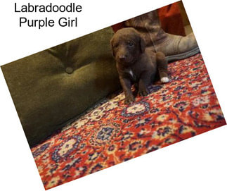 Labradoodle Purple Girl