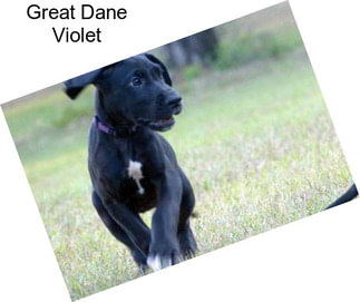 Great Dane Violet