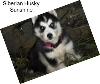 Siberian Husky Sunshine