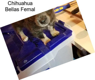 Chihuahua Bellas Femal