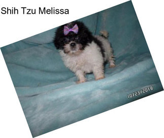 Shih Tzu Melissa