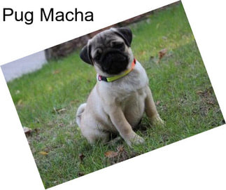 Pug Macha