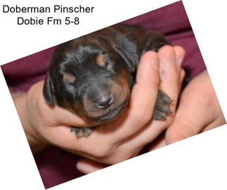 Doberman Pinscher Dobie Fm 5-8