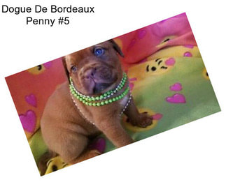 Dogue De Bordeaux Penny #5