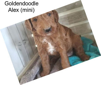 Goldendoodle Alex (mini)